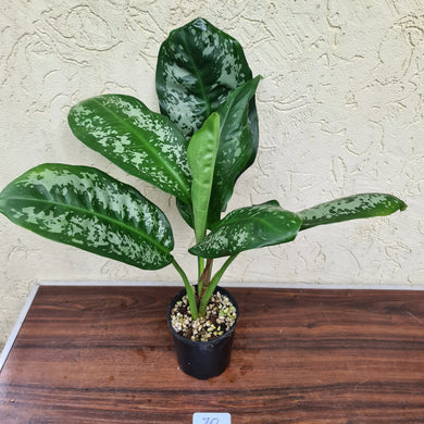 #70 Aglaonema Unknown