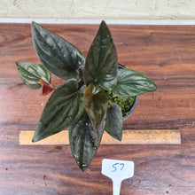 Load image into Gallery viewer, #57 Syngonium Erythrophyllum