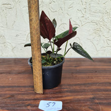 Load image into Gallery viewer, #57 Syngonium Erythrophyllum