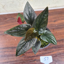 Load image into Gallery viewer, #57 Syngonium Erythrophyllum