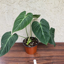 Load image into Gallery viewer, #45 Philodendron Glorious (Melanochrysum x Gloriosum)