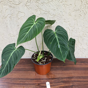 #45 Philodendron Glorious (Melanochrysum x Gloriosum)