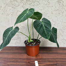 Load image into Gallery viewer, #45 Philodendron Glorious (Melanochrysum x Gloriosum)