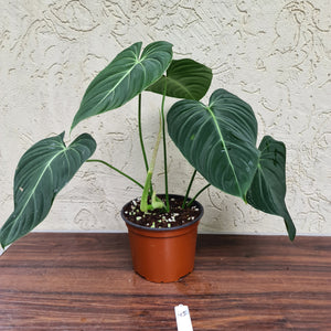 #45 Philodendron Glorious (Melanochrysum x Gloriosum)