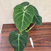 Load image into Gallery viewer, #45 Philodendron Glorious (Melanochrysum x Gloriosum)