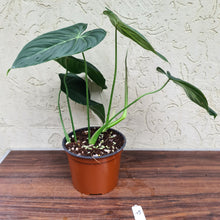 Load image into Gallery viewer, #45 Philodendron Glorious (Melanochrysum x Gloriosum)