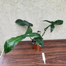 Load image into Gallery viewer, #2 Philodendron 69686 - &#39;Big Ears&#39;