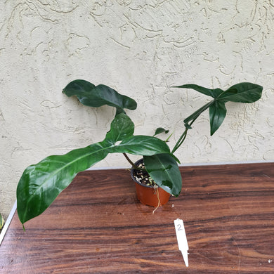 #2 Philodendron 69686 - 'Big Ears'