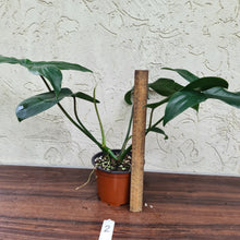 Load image into Gallery viewer, #2 Philodendron 69686 - &#39;Big Ears&#39;