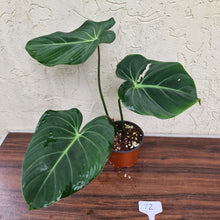 Load image into Gallery viewer, #72 Philodendron Gloriosum