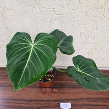 Load image into Gallery viewer, #72 Philodendron Gloriosum