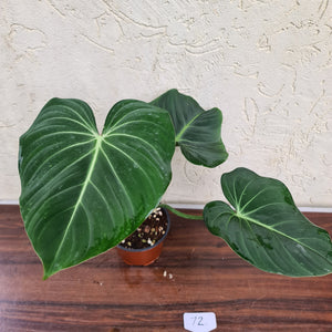 #72 Philodendron Gloriosum