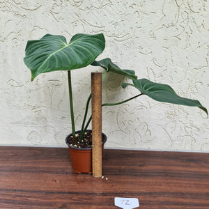 #72 Philodendron Gloriosum