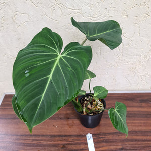 #31 Philodendron Gloriosum - Multiple heads