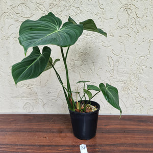 #31 Philodendron Gloriosum - Multiple heads