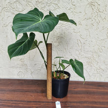 Load image into Gallery viewer, #31 Philodendron Gloriosum - Multiple heads