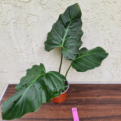 #23 Philodendron Corsinianum / 'Bronze Shield'
