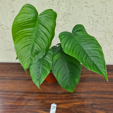 #7 Philodendron Tenue