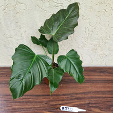 Load image into Gallery viewer, #320 Philodendron Corsinianum / &#39;Bronze Shield&#39;