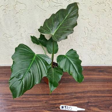 #320 Philodendron Corsinianum / 'Bronze Shield'