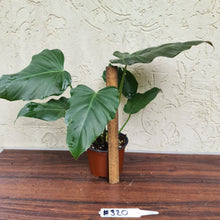 Load image into Gallery viewer, #320 Philodendron Corsinianum / &#39;Bronze Shield&#39;