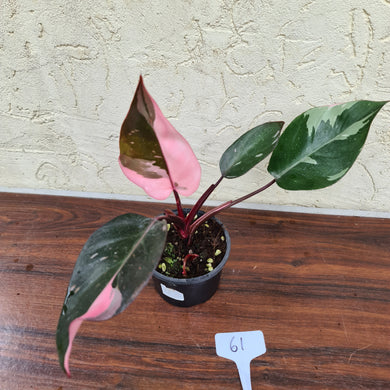 #61 Philodendron Pink Princess