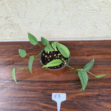Load image into Gallery viewer, #53 Cebu Blue / Epipremnum Pinnatum