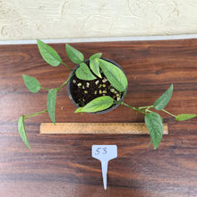 Load image into Gallery viewer, #53 Cebu Blue / Epipremnum Pinnatum