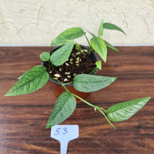 Load image into Gallery viewer, #53 Cebu Blue / Epipremnum Pinnatum