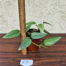 Load image into Gallery viewer, #53 Cebu Blue / Epipremnum Pinnatum
