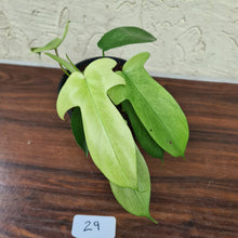 Load image into Gallery viewer, #29 Philodendron Florida Ghost - NON TC