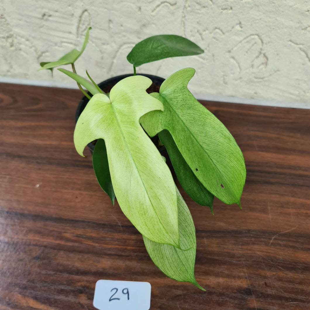 #29 Philodendron Florida Ghost - NON TC