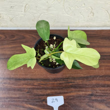 Load image into Gallery viewer, #29 Philodendron Florida Ghost - NON TC