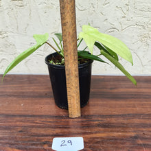 Load image into Gallery viewer, #29 Philodendron Florida Ghost - NON TC
