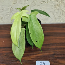 Load image into Gallery viewer, #29 Philodendron Florida Ghost - NON TC