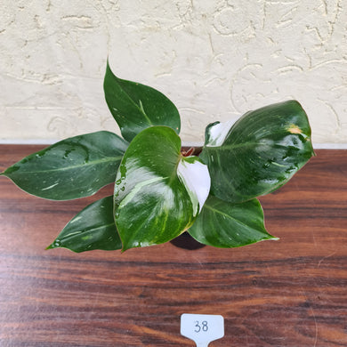 #38 Philodendron White Knight