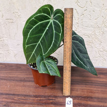 Load image into Gallery viewer, #65 Anthurium Crystallinum x