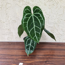 Load image into Gallery viewer, #25 Anthurium Crystallinum x