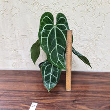 Load image into Gallery viewer, #25 Anthurium Crystallinum x
