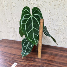 Load image into Gallery viewer, #25 Anthurium Crystallinum x
