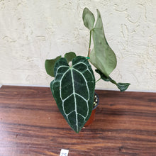 Load image into Gallery viewer, #25 Anthurium Crystallinum x