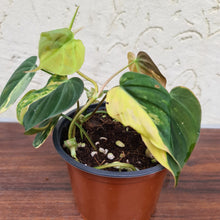 Load image into Gallery viewer, #21 Variegated Philodendron Hederaceum var. Hederaceum (Micans)