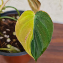 Load image into Gallery viewer, #21 Variegated Philodendron Hederaceum var. Hederaceum (Micans)
