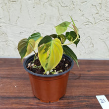 Load image into Gallery viewer, #21 Variegated Philodendron Hederaceum var. Hederaceum (Micans)