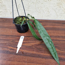 Load image into Gallery viewer, #12 Anthurium Wendlingeri