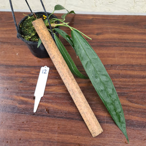 #12 Anthurium Wendlingeri
