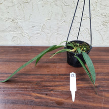 Load image into Gallery viewer, #12 Anthurium Wendlingeri