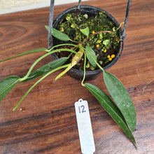 Load image into Gallery viewer, #12 Anthurium Wendlingeri