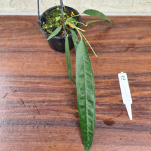 Load image into Gallery viewer, #12 Anthurium Wendlingeri