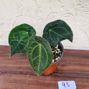 #93 Dark Anthurium Forgetii (Pure)